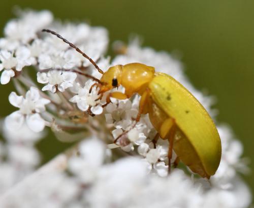 Cteniopus sulphureus